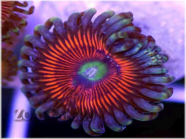 Red Vertigos